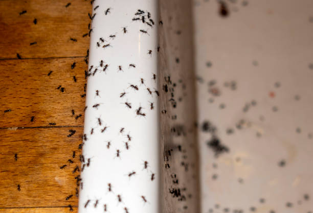 Best Pest Prevention Services  in Sundance, WY